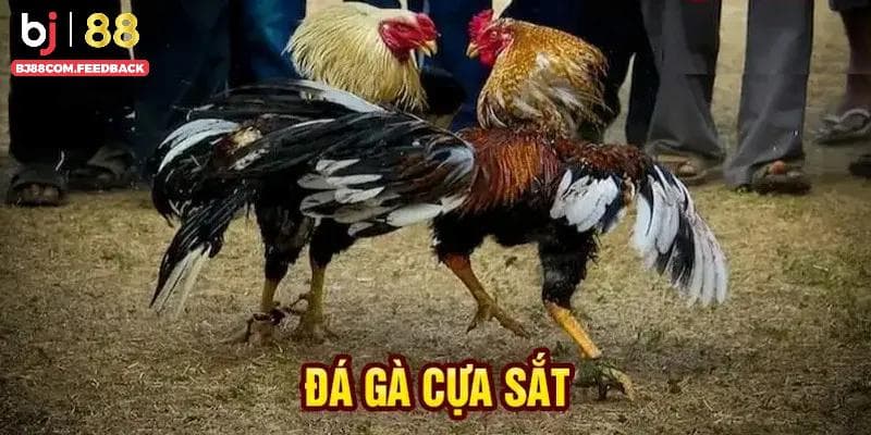 Ảnh đại diện đá gà cựa sắt bj88