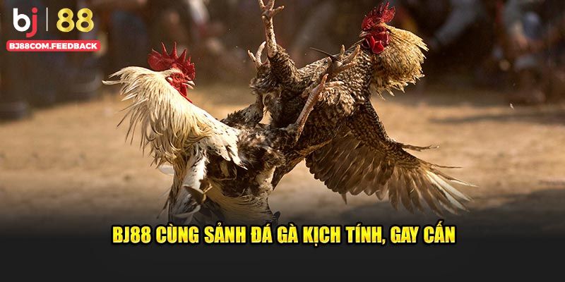 BJ88 cùng sảnh đá gà kịch tính, gay cấn